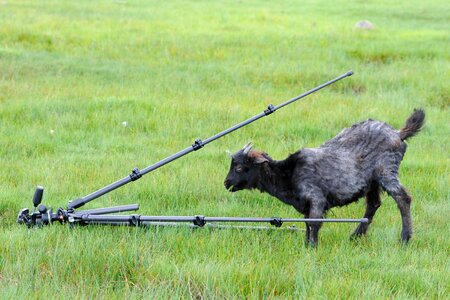 Tripod goat curiosity