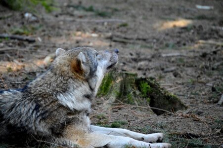 Predator nature wildpark poing