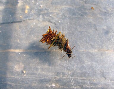 Cocoon pupa insect