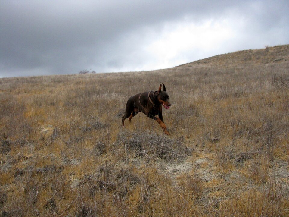 Animal purebred canine