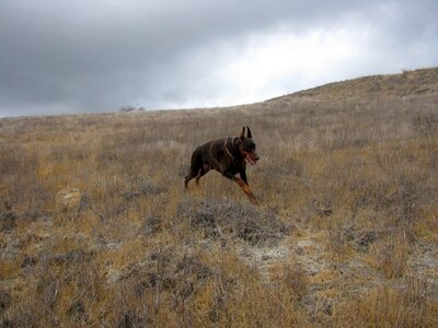 Animal purebred canine