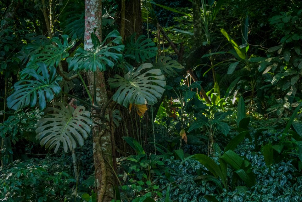 Forest tijuca rio de janeiro