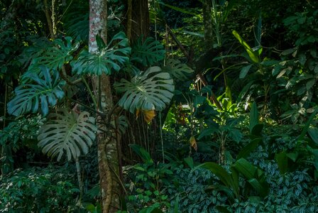 Forest tijuca rio de janeiro