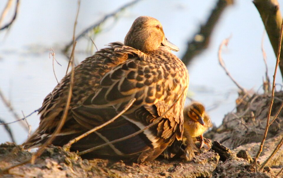 Mallard young animal young