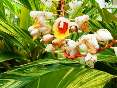 Flower plant nature