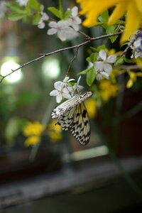 Butterfly close up insect