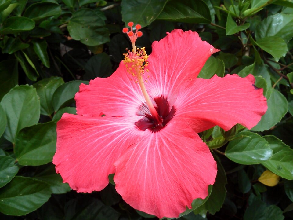 Tropical blossom blooming