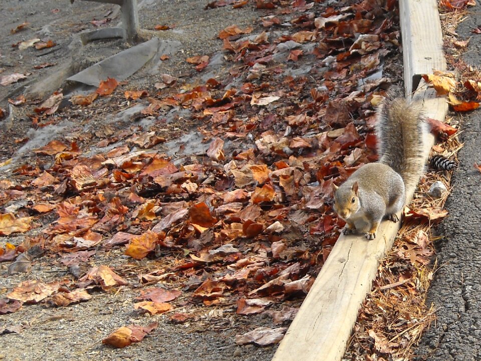 Nature forest wildlife