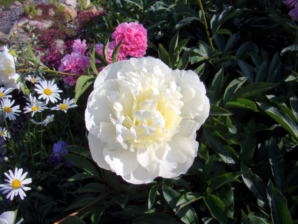 Garden summer sweden