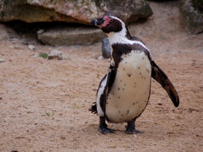 Wildlife animal cute