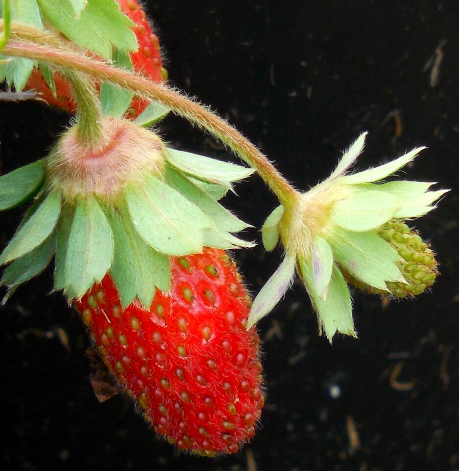 Healthy fresh berry