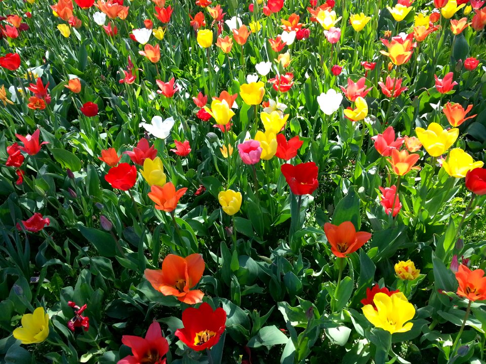 Spring bright colours flower bed