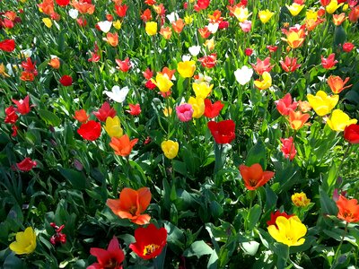 Spring bright colours flower bed photo