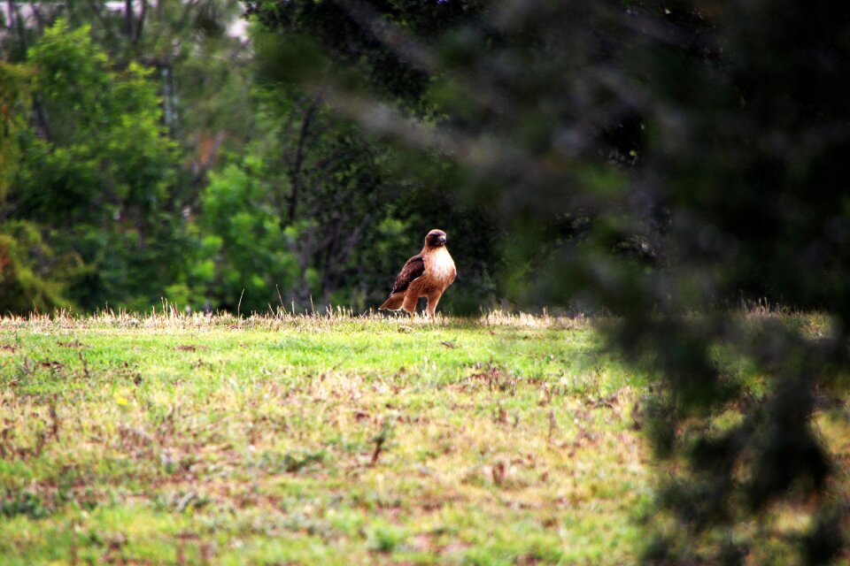 Wildlife raptor predator