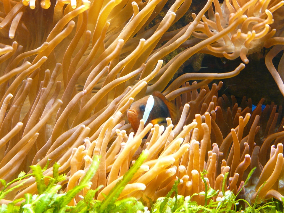 Anemone fish amphiprion clown fish