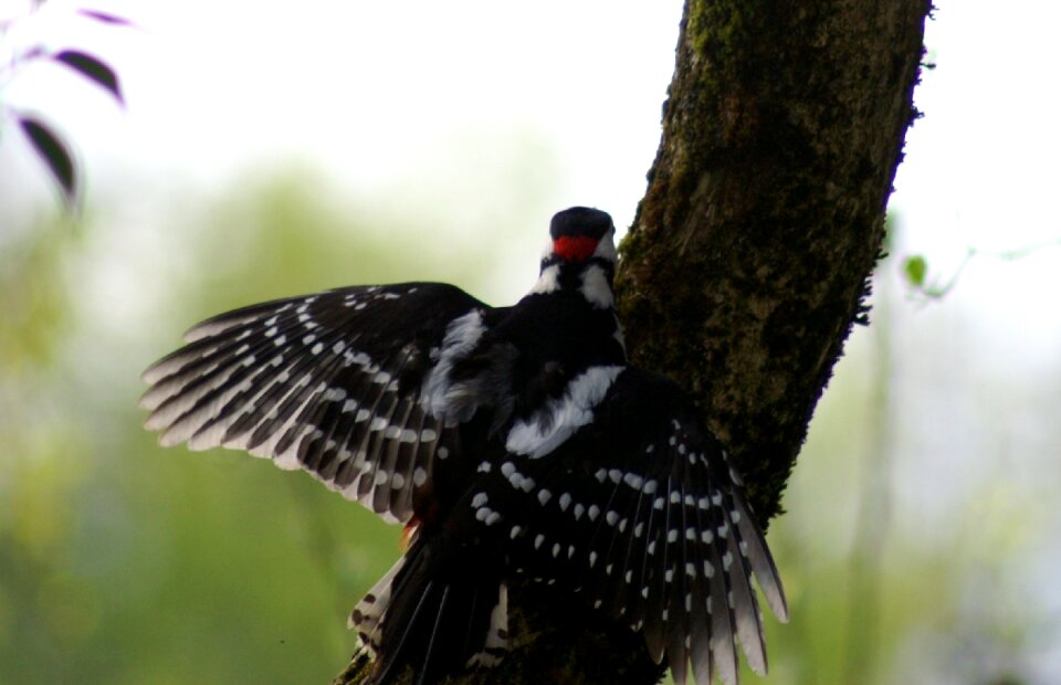 Feather flying nature