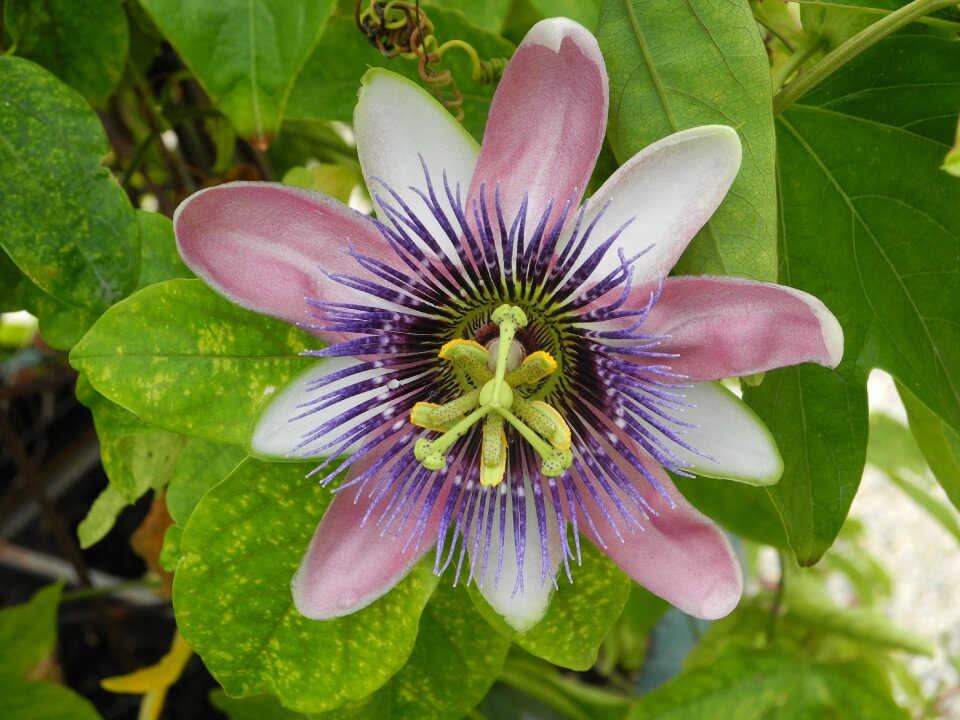 Pistil close up exotic
