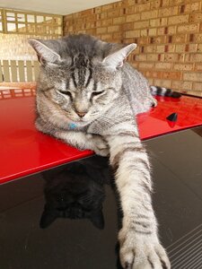 Paw domestic feline