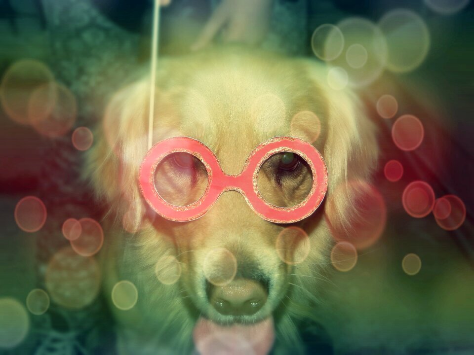Celebration canine fun