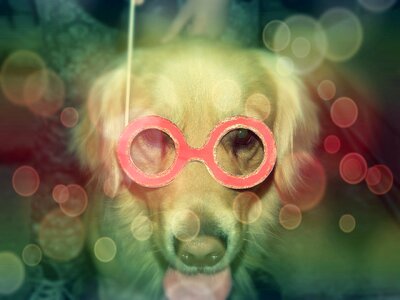 Celebration canine fun