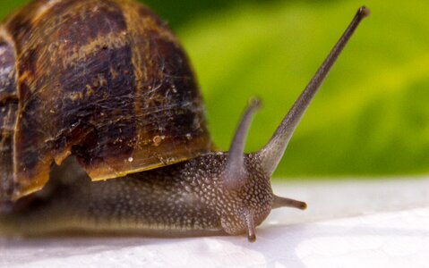 Snail animal cochlea photo