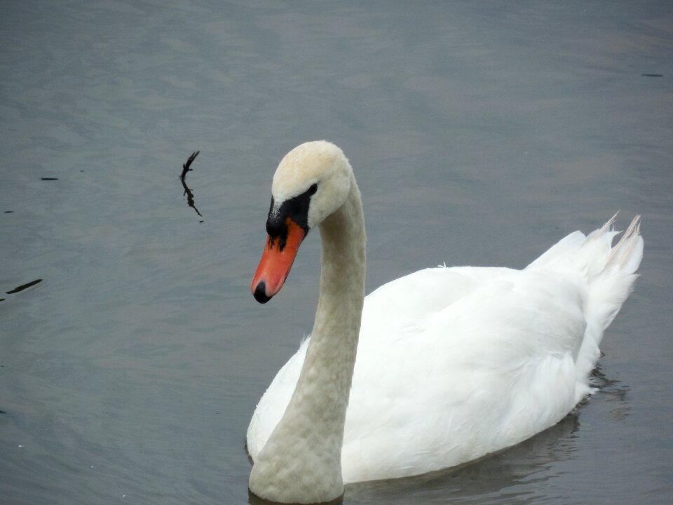 Wildlife wild nature