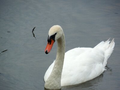 Wildlife wild nature