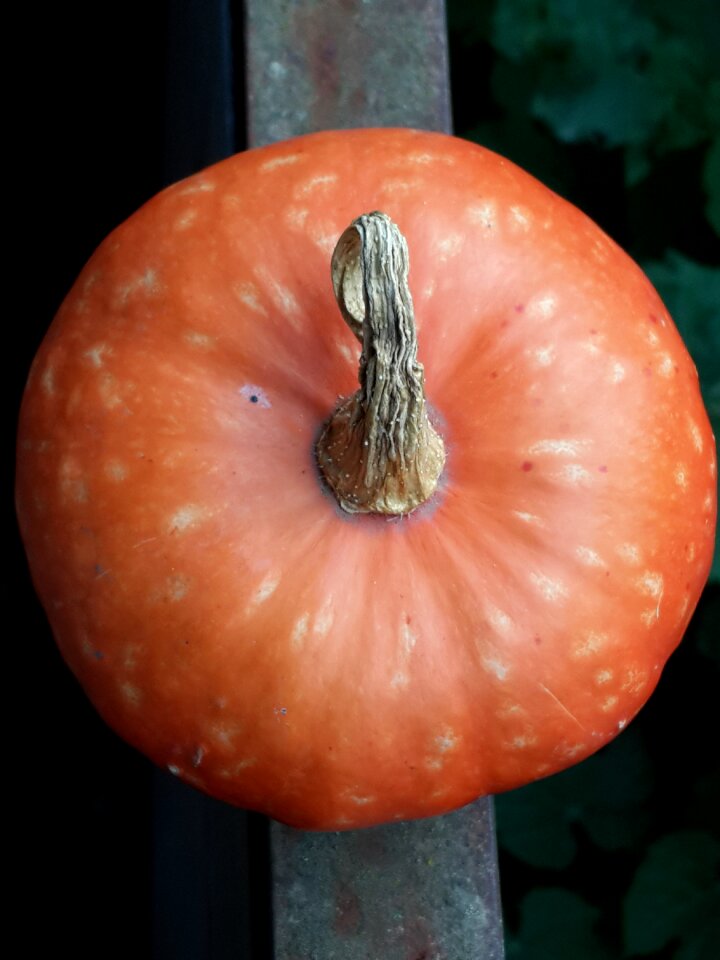 Vegetables orange round