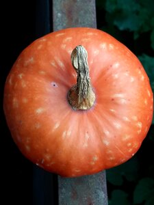 Vegetables orange round