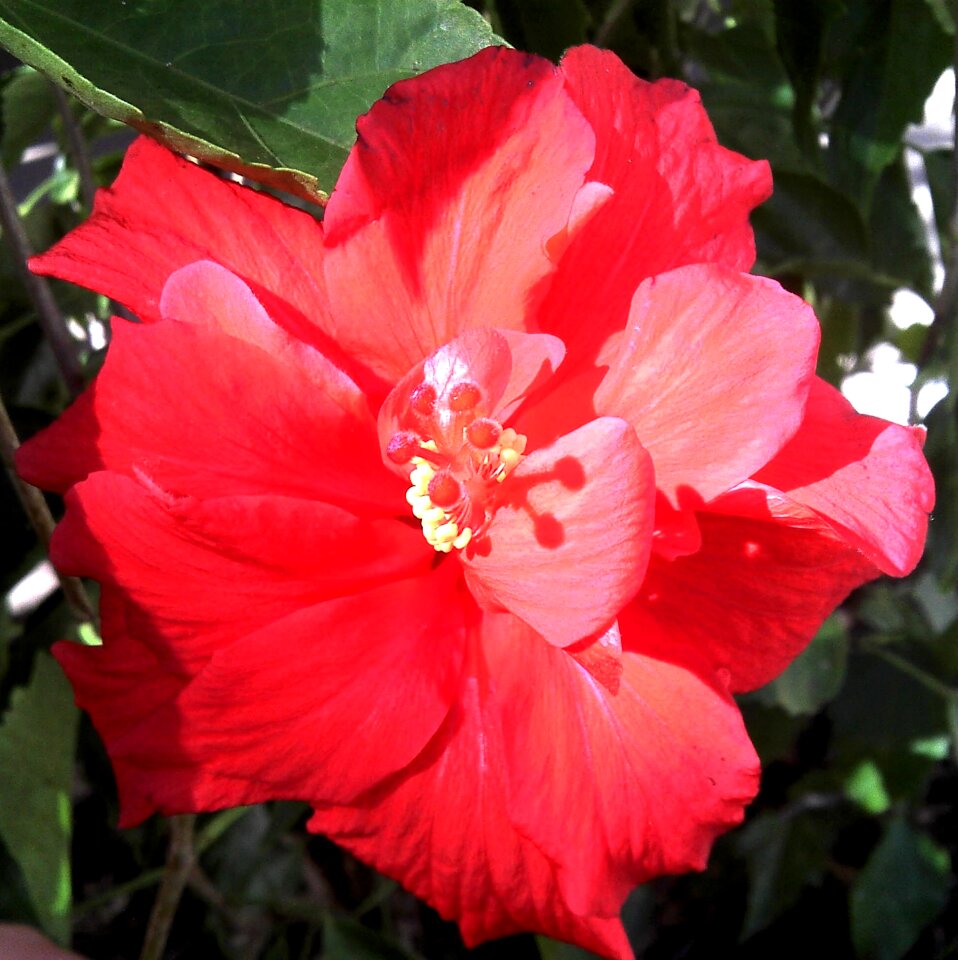 Blooming blossom plant