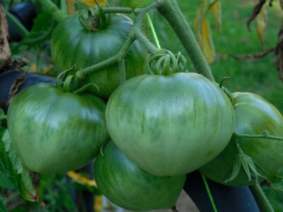 Fresh healthy vegetable