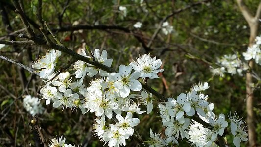 Blossom bloom fragrant