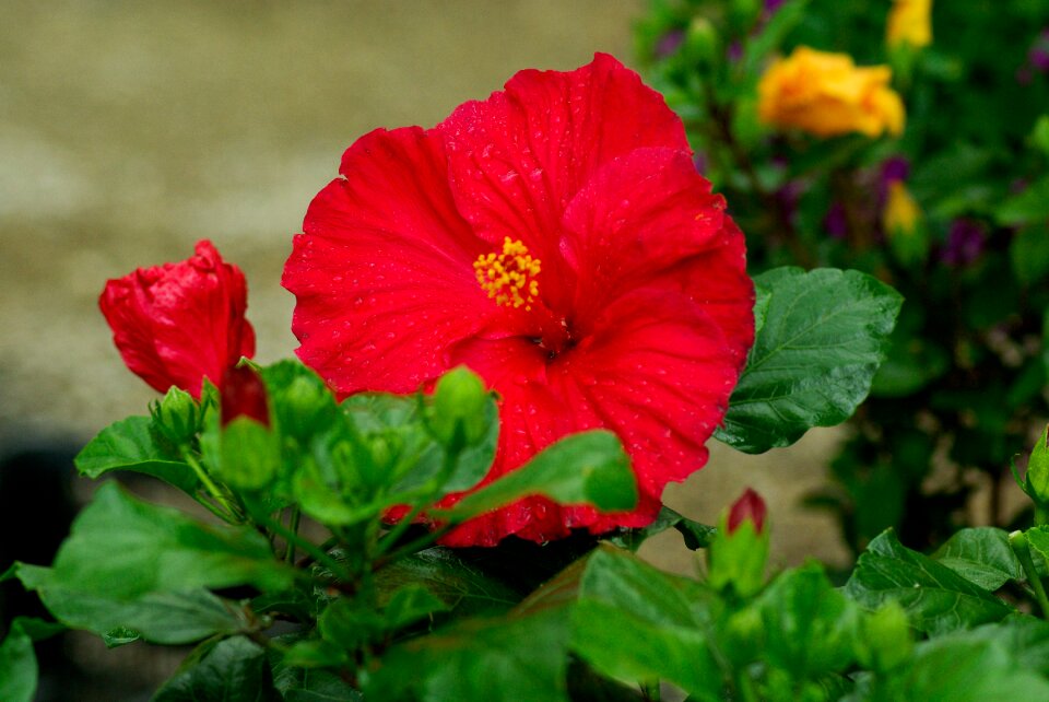Drops of water petals pistil