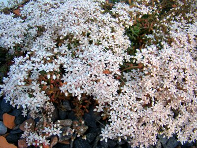 Flowered garden ground cover