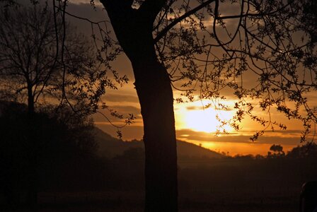 Light tree nature
