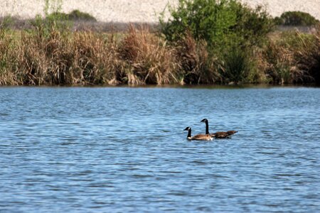 Canada water goose