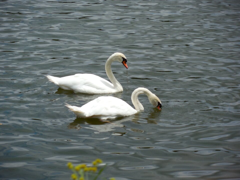 Wildlife wild nature