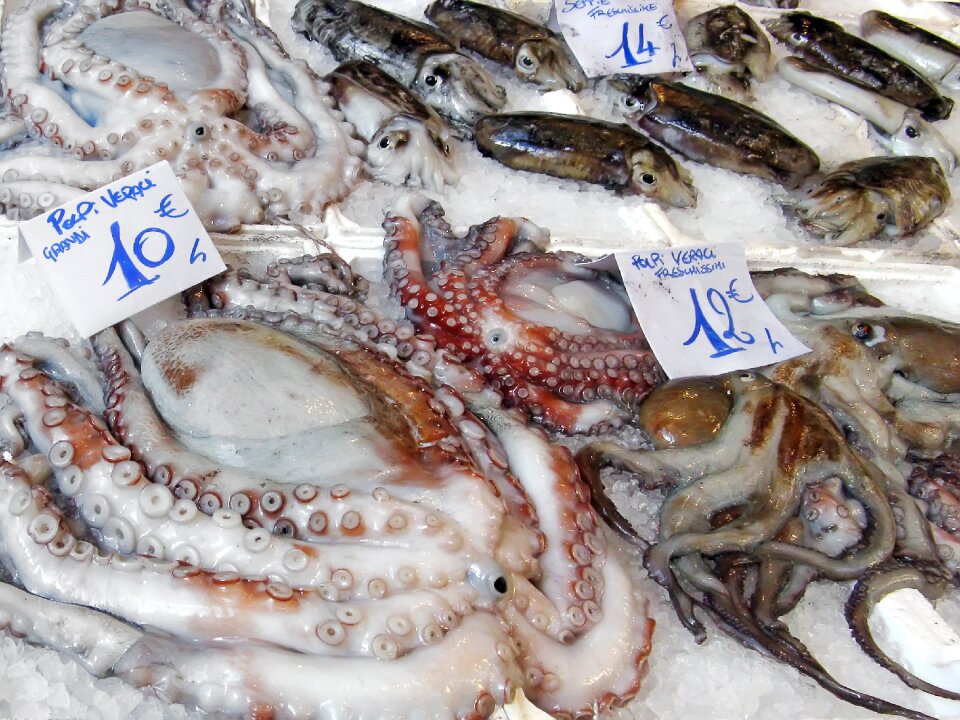 Cuttlefish calamari devilfish
