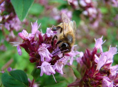Insect thyme grass