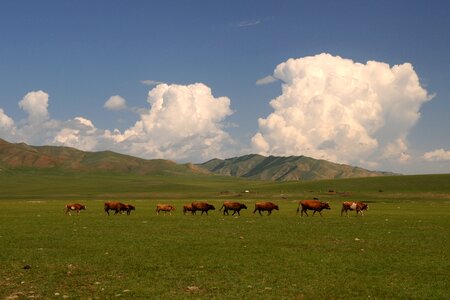 Wide clouds cows photo