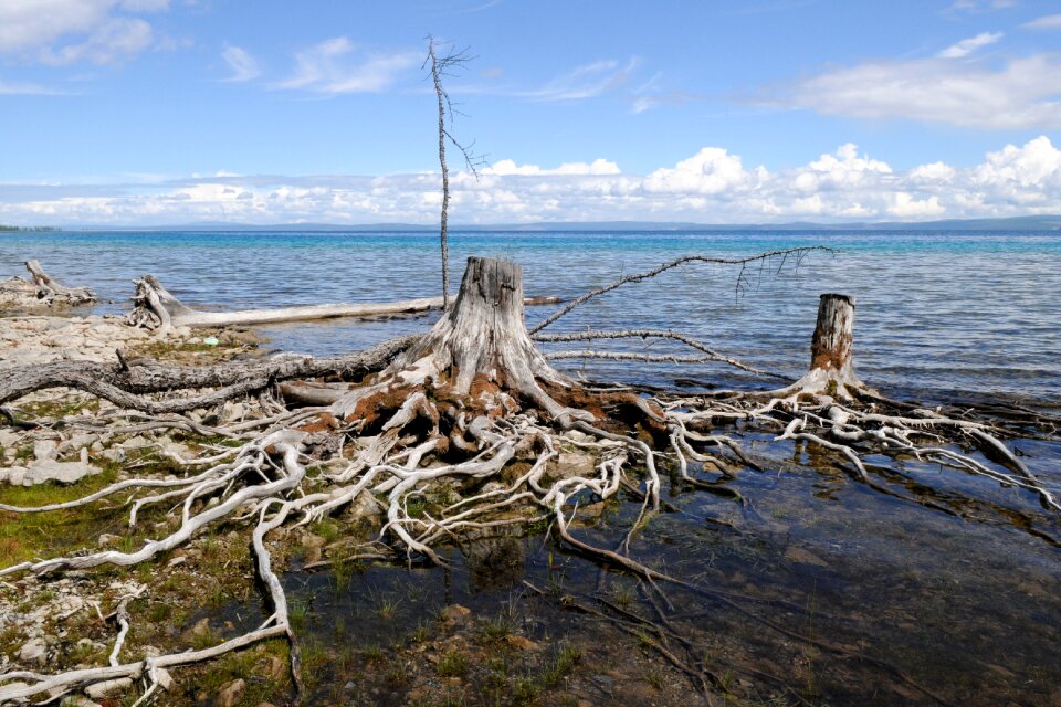 Khuvsgul water root
