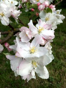 Branch nature spring