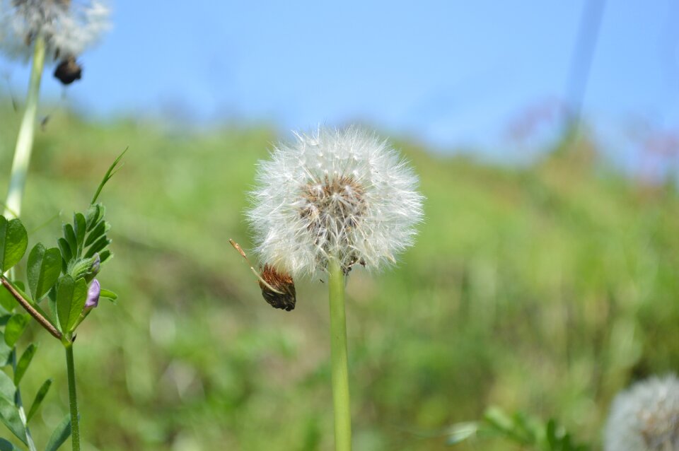 Fluff plant flowers