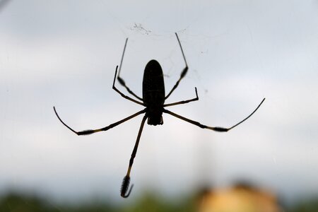 Web nature fauna