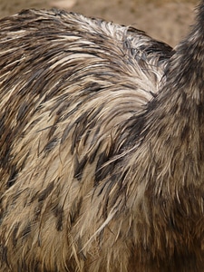 Feather animal dromaiidae