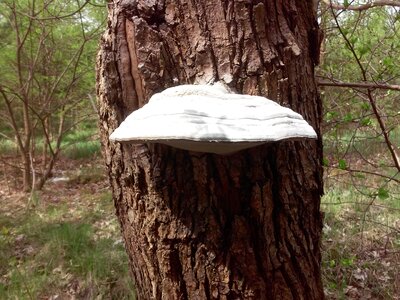 Wood hub hub mushroom