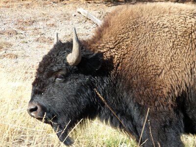 Bison wyoming yellowstone national park