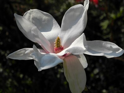Pink spring magnolia blossom photo