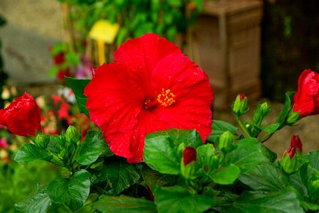 Red pistil raindrops