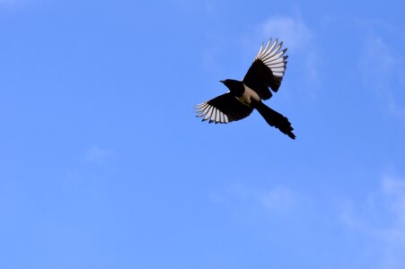 Bird raven bird blue sky